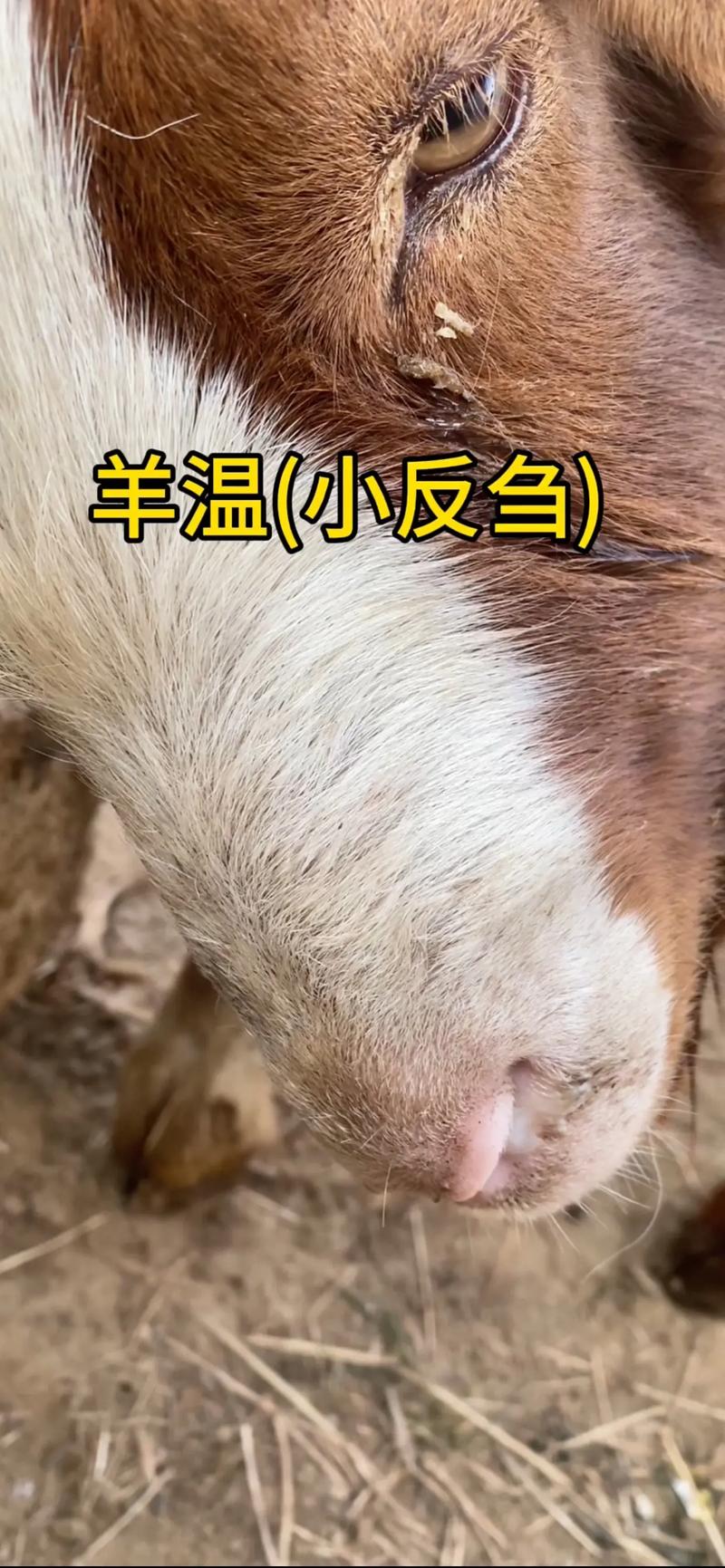 聚焦隆阳区养殖场：绿色生态养殖的发展趋势