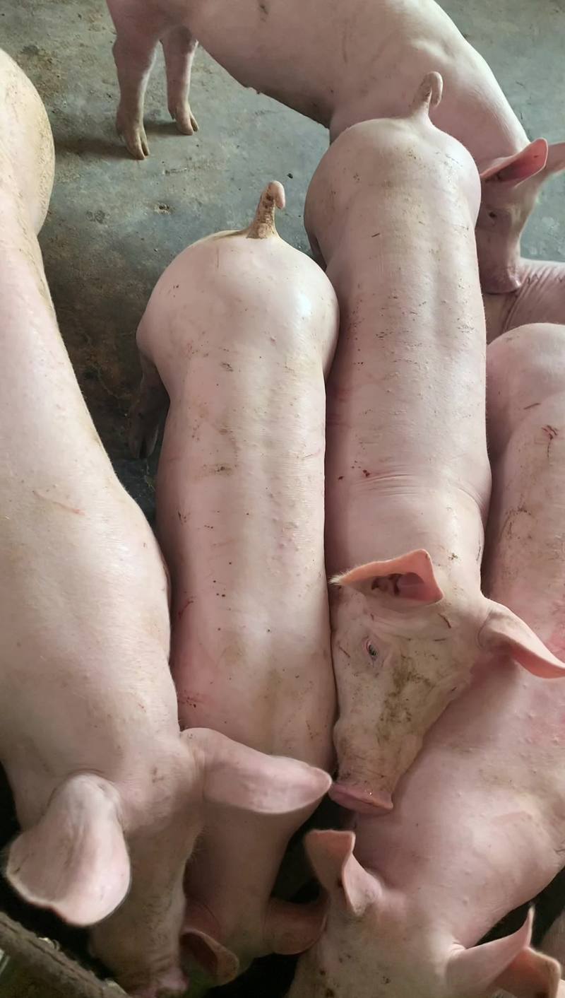 中珊养殖场：打造绿色健康食品的新篇章