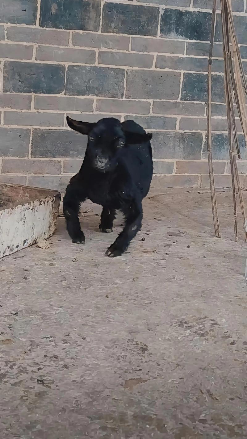 猪牛羊养殖业正迎来新的发展契机